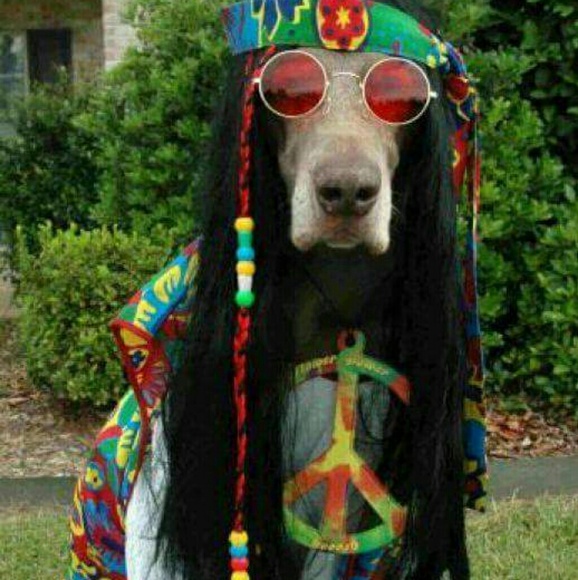 Meet your Posher, Sarah - Picture 7 of 8